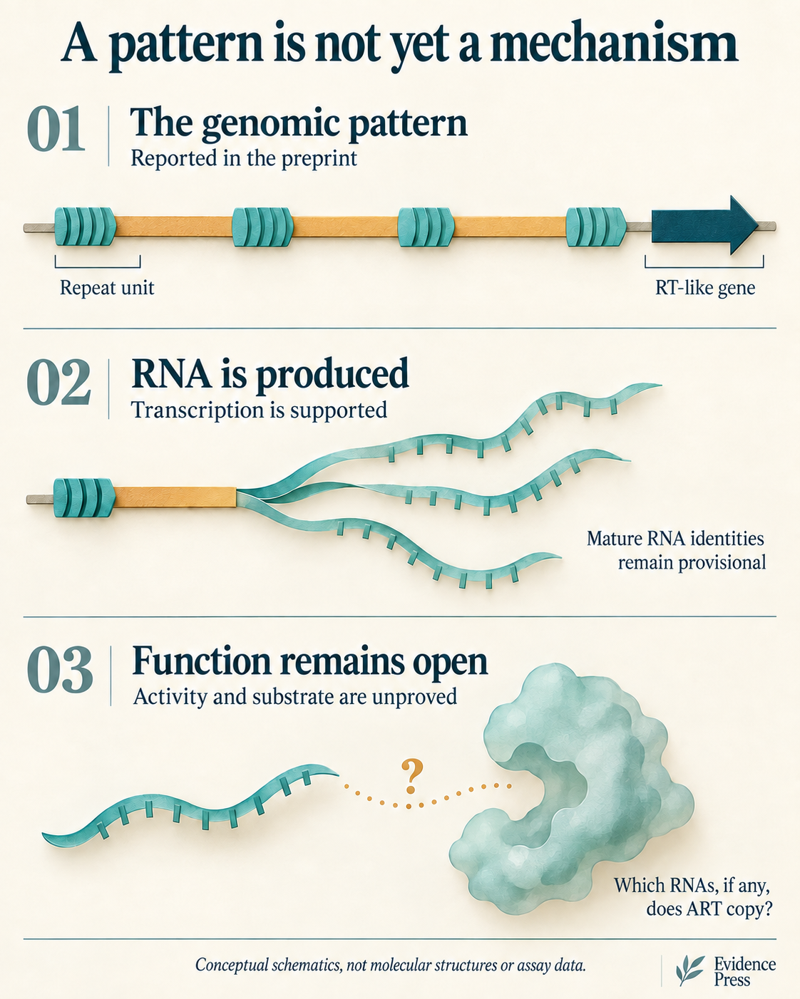 A pattern is not yet a mechanism: the genomic arrangement is reported, transcription is supported, and ART activity and substrate remain unproved. AI-generated conceptual schematics, not molecular structures or assay data.